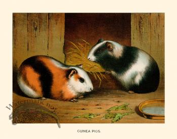 CP 07 Guinea Pig